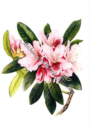 Hybris Rhodendron